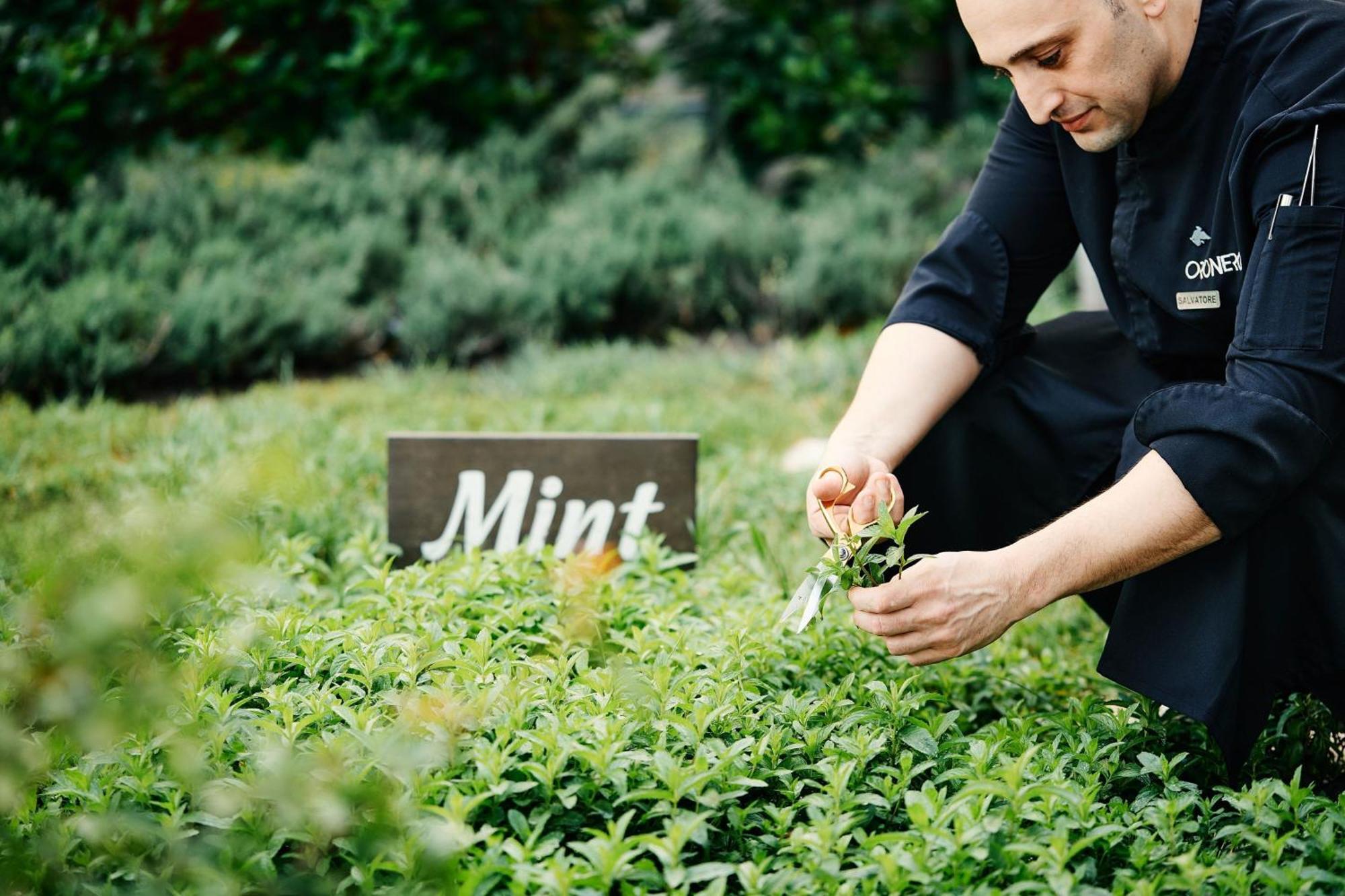 Jw Marriott Absheron Baku Hotel Zewnętrze zdjęcie Mint being harvested